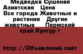 Медведка Сушеная Азиатская › Цена ­ 1 400 - Все города Животные и растения » Другие животные   . Пермский край,Кунгур г.